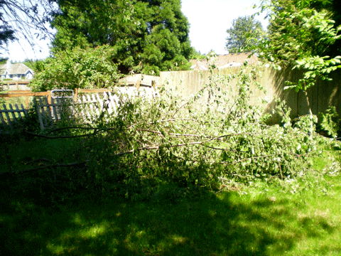 yard waste removal project